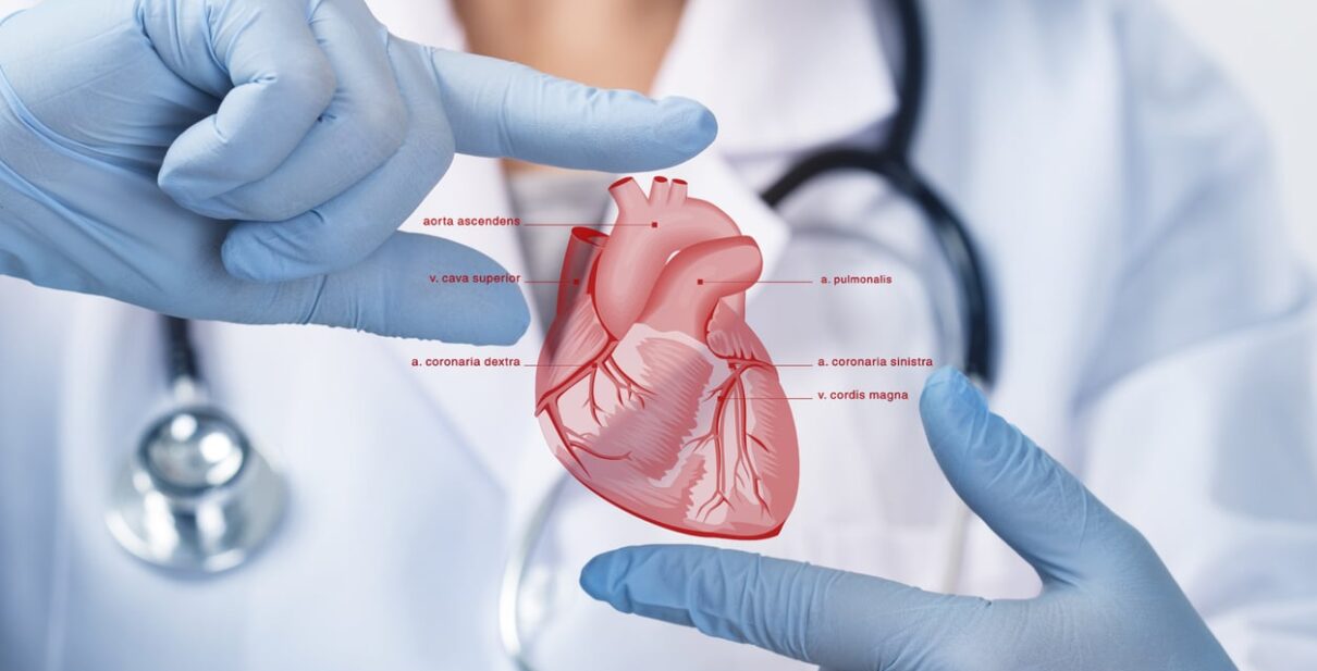 Doctor in medical uniform showing an anatomical diagram of the human heart, representing the difference between cardiologists and cardiothoracic surgeons in diagnosing and treating heart conditions.