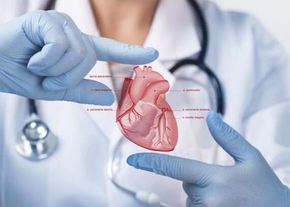 Doctor in medical uniform showing an anatomical diagram of the human heart, representing the difference between cardiologists and cardiothoracic surgeons in diagnosing and treating heart conditions.